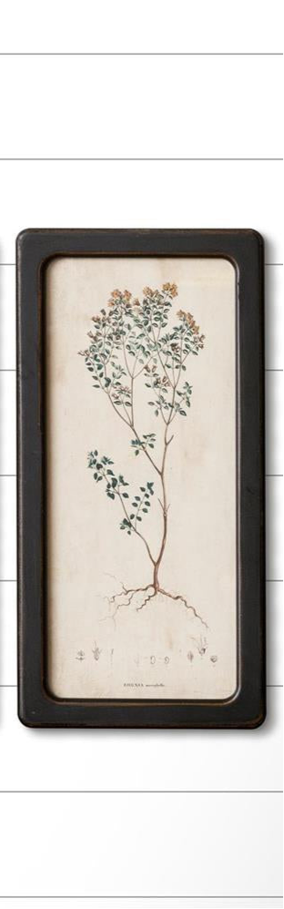 Framed Print-Botanicals