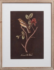 Botanical Bird Frames Print