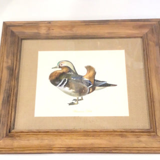 Framed Shelduck