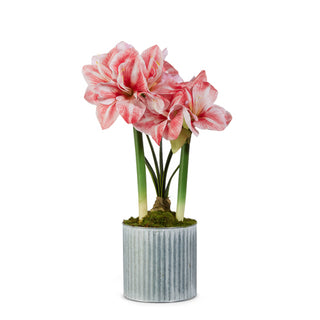 22" Real Touch Potted Amaryllis