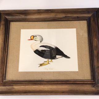 Framed Shelduck