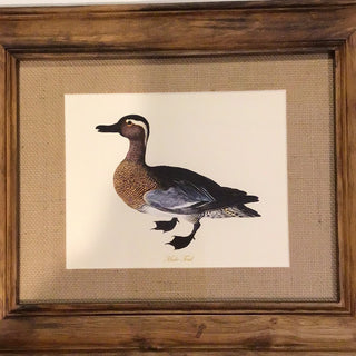 Framed Male Teal