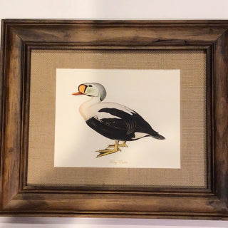 Framed King Eider Duck