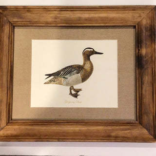 Framed Garganey Duck