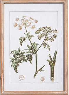 White Botanical Framed Art