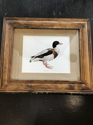 Framed Shelduck