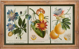 Botanical Fruit Framed Wall Art