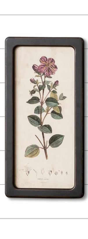 Framed Print-Botanicals