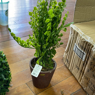 Potted fern